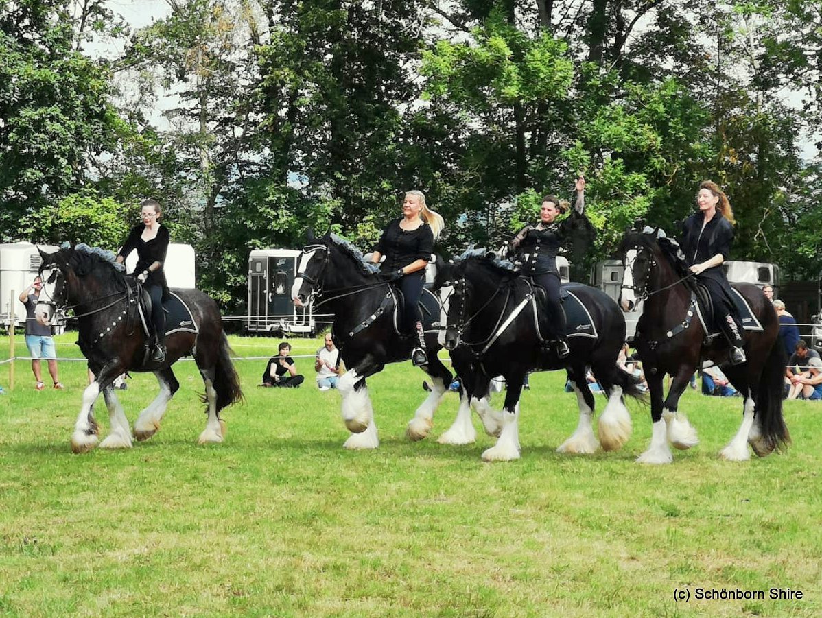 Ikarus auf der Landeszuchtschau in Seulingen